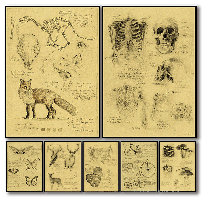 Vintage Fashion Wallpaper - Old Sketch Studies Poster Vulpes/Skeleton Home